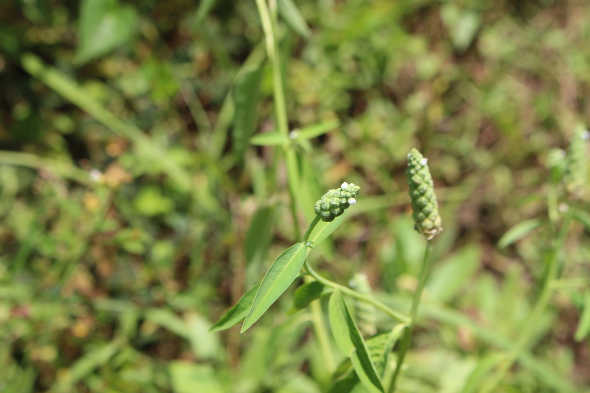 Sphenoclea zeylanica Gaertn.